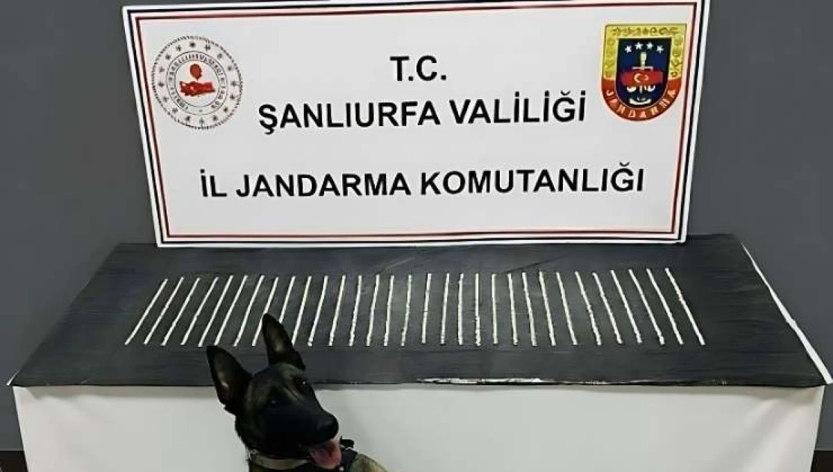 Eyyübiye’de Narkotik Operasyonu: 1206 Sentetik Ecza Hap Ele Geçirildi