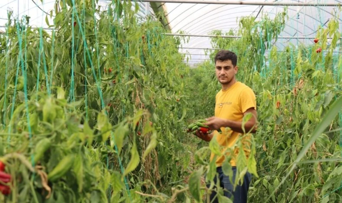 Haliliye’de Genç Girişimciden Başarı Hikayesi