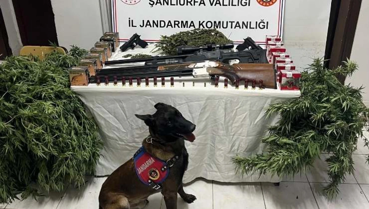 Harran’da Uyuşturucu ve Silah Operasyonu