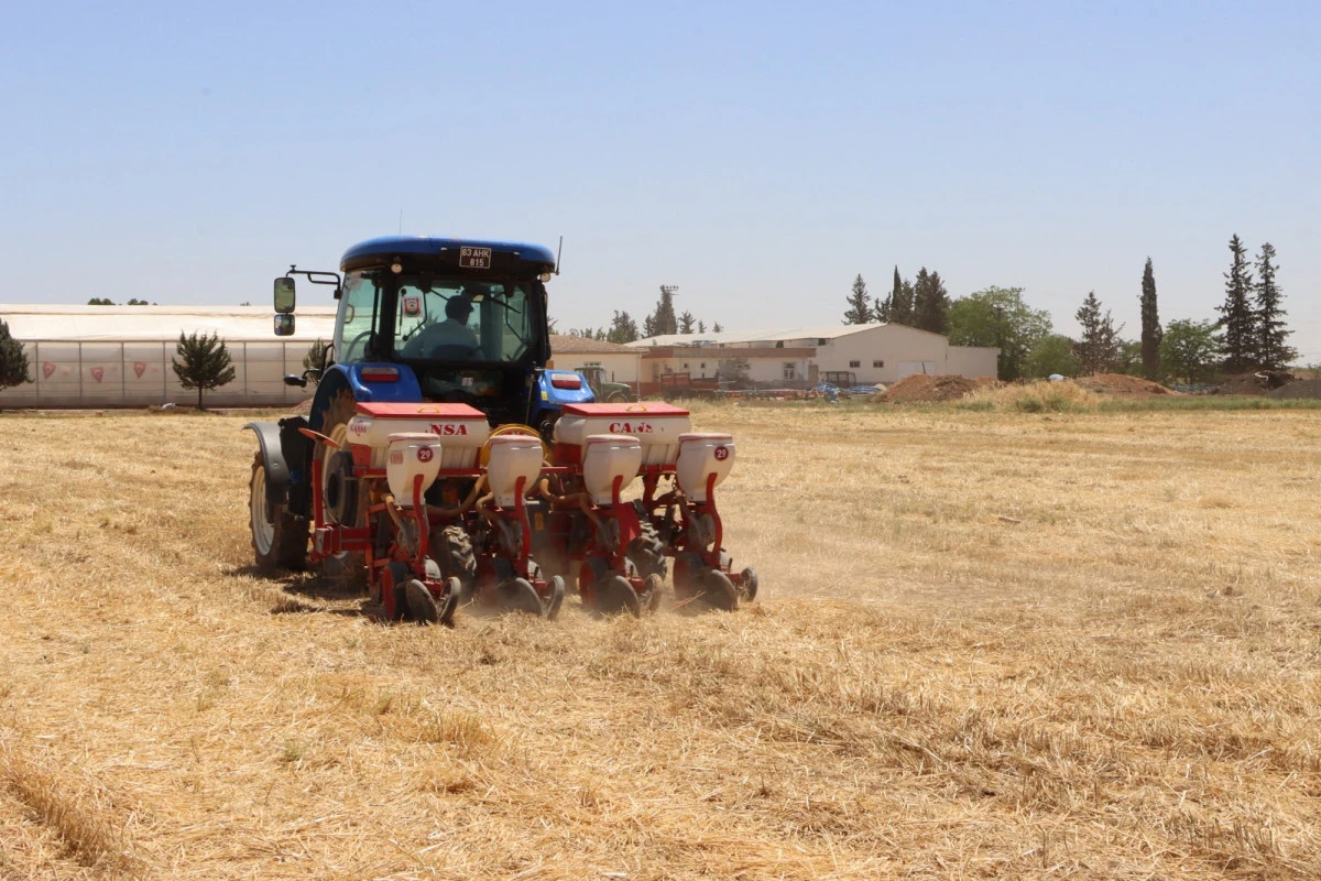 Şanlıurfa'da Anıza Doğrudan Mısır Ekimi Gerçekleştirildi