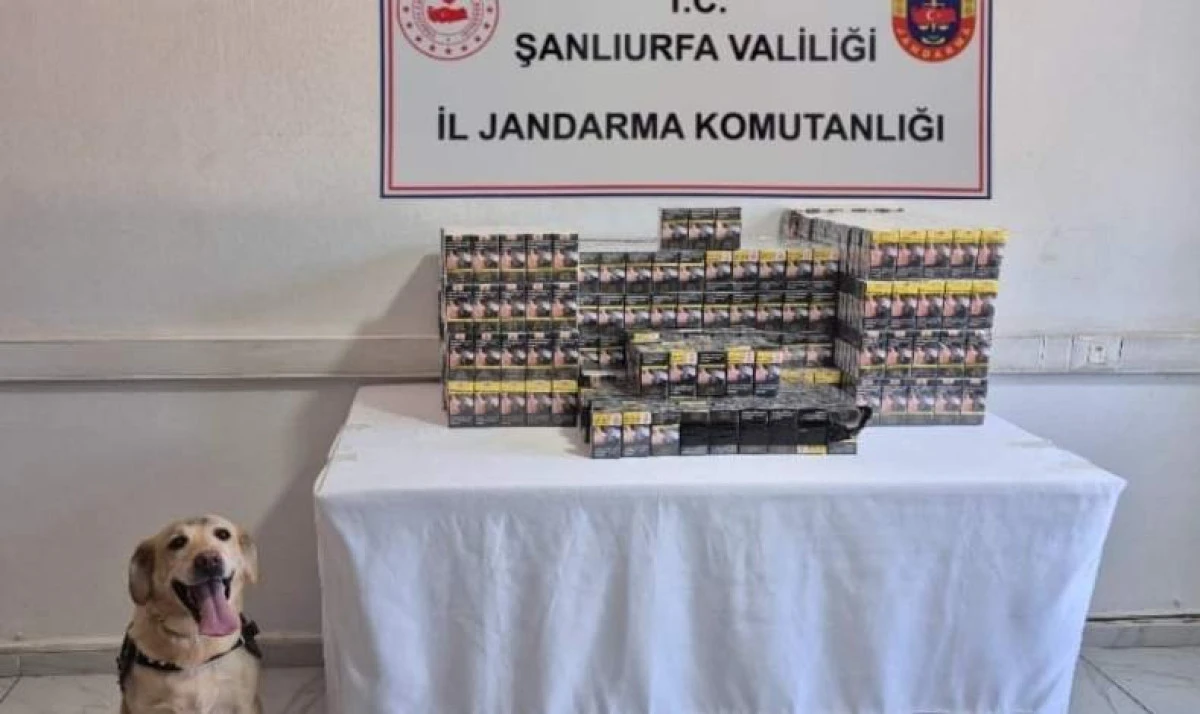 Şanlıurfa’da kaçakçılığa geçit yok