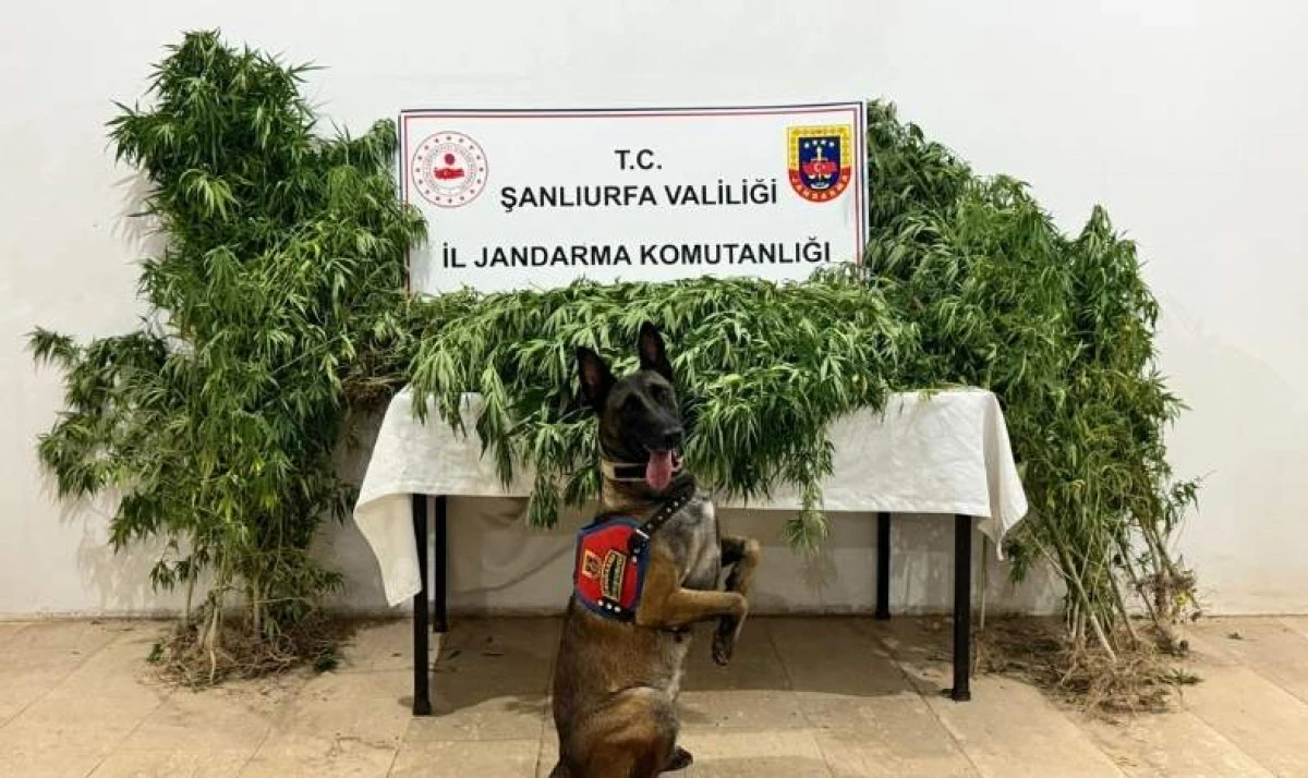 Şanlıurfa’da Uyuşturucu Operasyonunda 12 Şüpheli Gözaltına Alındı